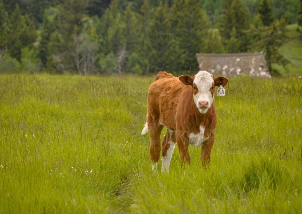 Haying Season in Full Swing on a British Columbia Cattle Ranch. #hayingseason #Haying #herefordcattle