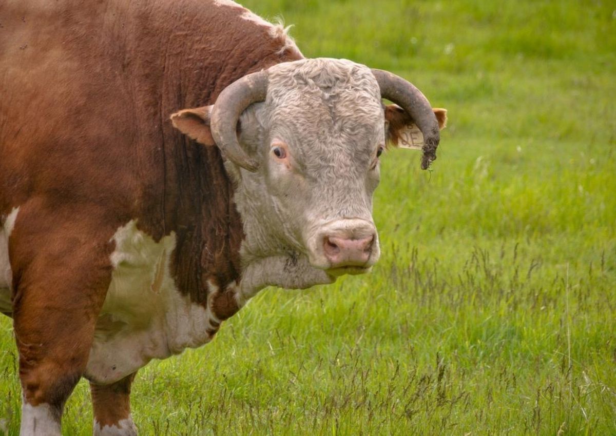 Bull Problems on a British Columbia Cattle Ranch. #hherefordbull #herdbulls #britishcolumbia