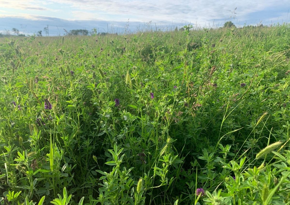 Haying Season in Full Swing on a British Columbia Cattle Ranch. #hayingseason #Haying #alfalfabloom