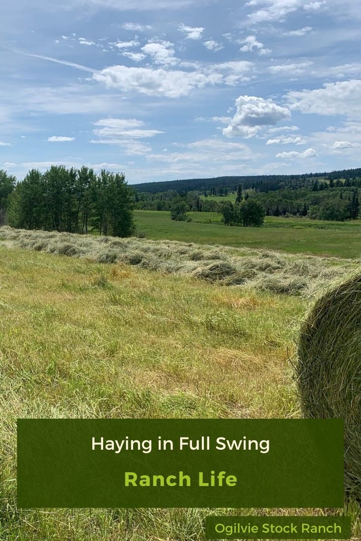 Haying Season in Full Swing on a British Columbia Cattle Ranch. #hayingseason #Haying #britishcolumbia