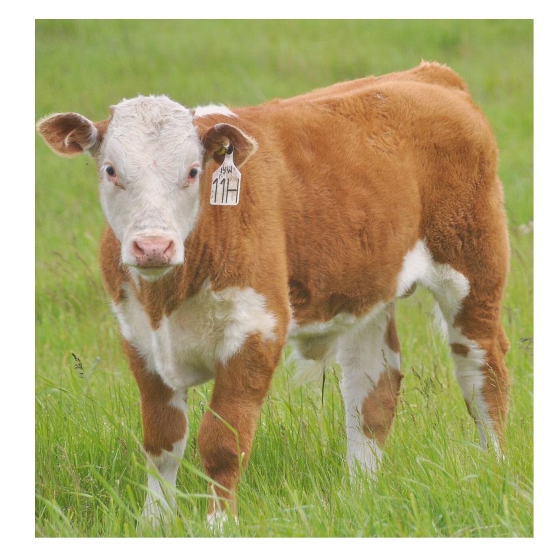 Hereford Bull Calf #hereford #herefordcalf #herefordbull