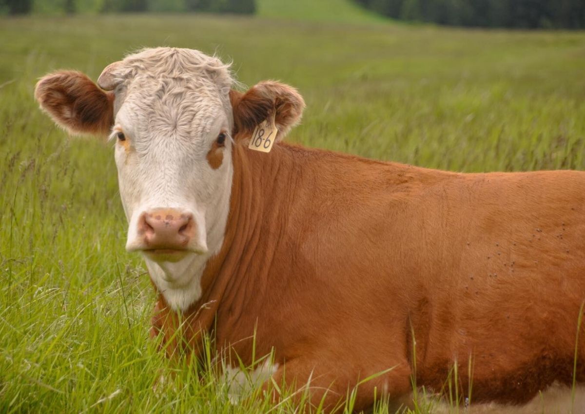 Hereford Cattle in the Summer on Grassland in British Columbia #herefordcattle #herefords #cattleranch