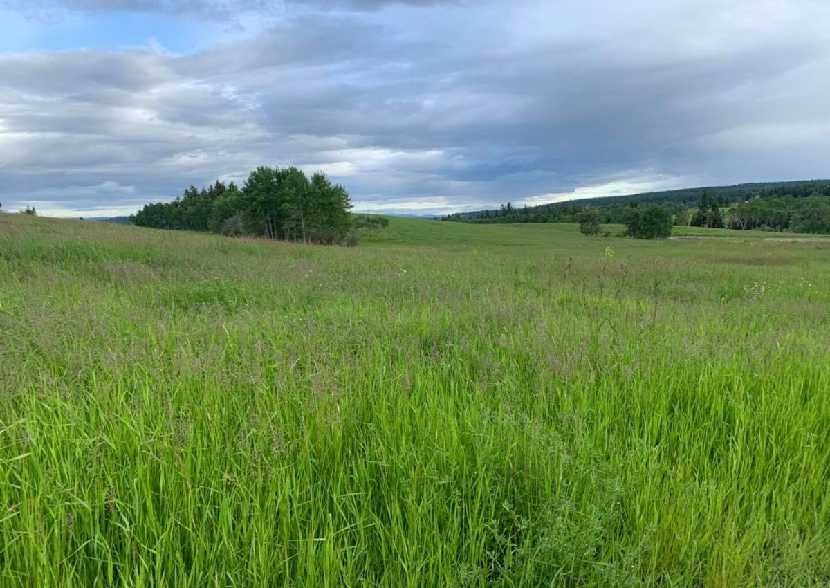Alfalfa Grass Field in British Columbia #hayfield #alfalfagrasshay #hayseason