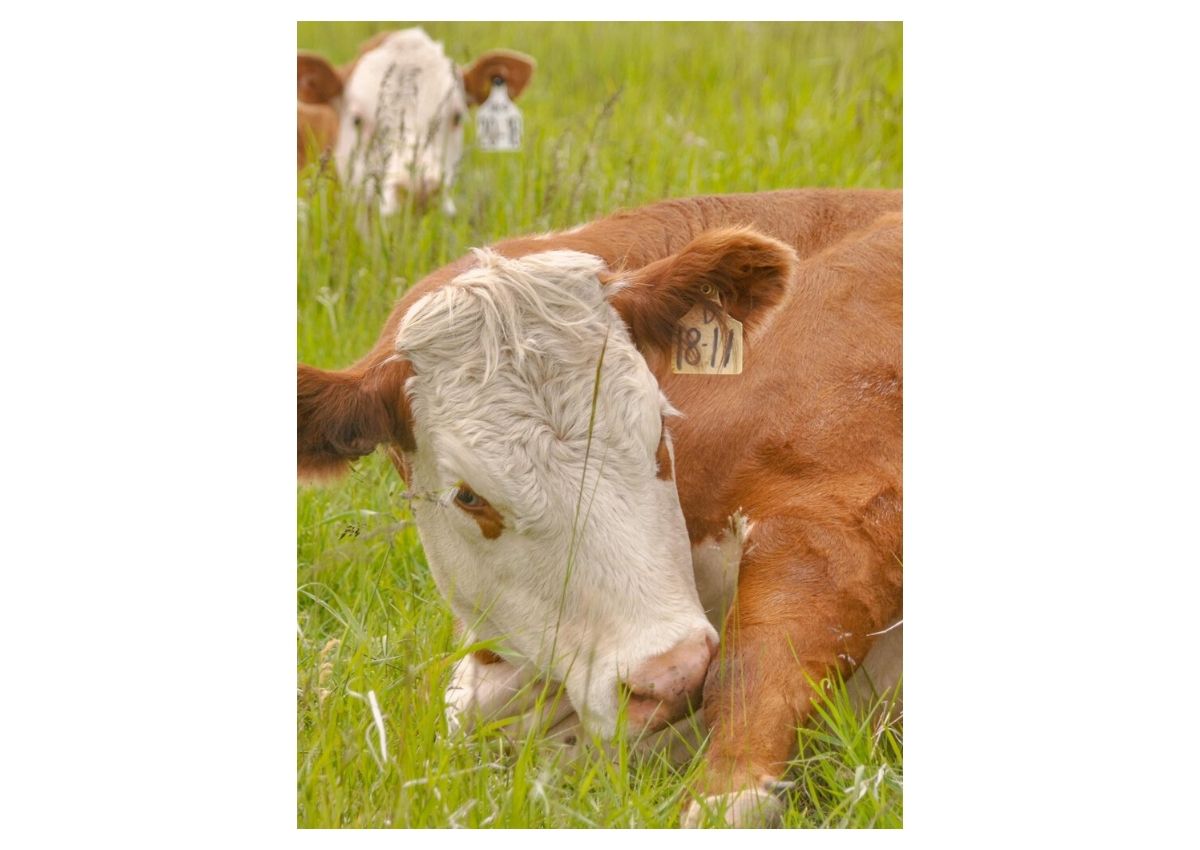 Hereford Cattle in the Summer on Grassland in British Columbia #herefordcattle #herefords #cattleranch
