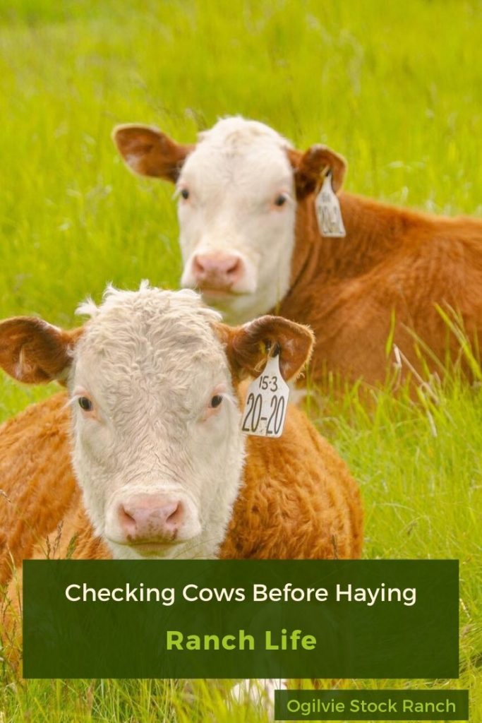 Hereford Cattle in the Summer on Grassland in British Columbia #herefordcattle #herefords #cattleranch