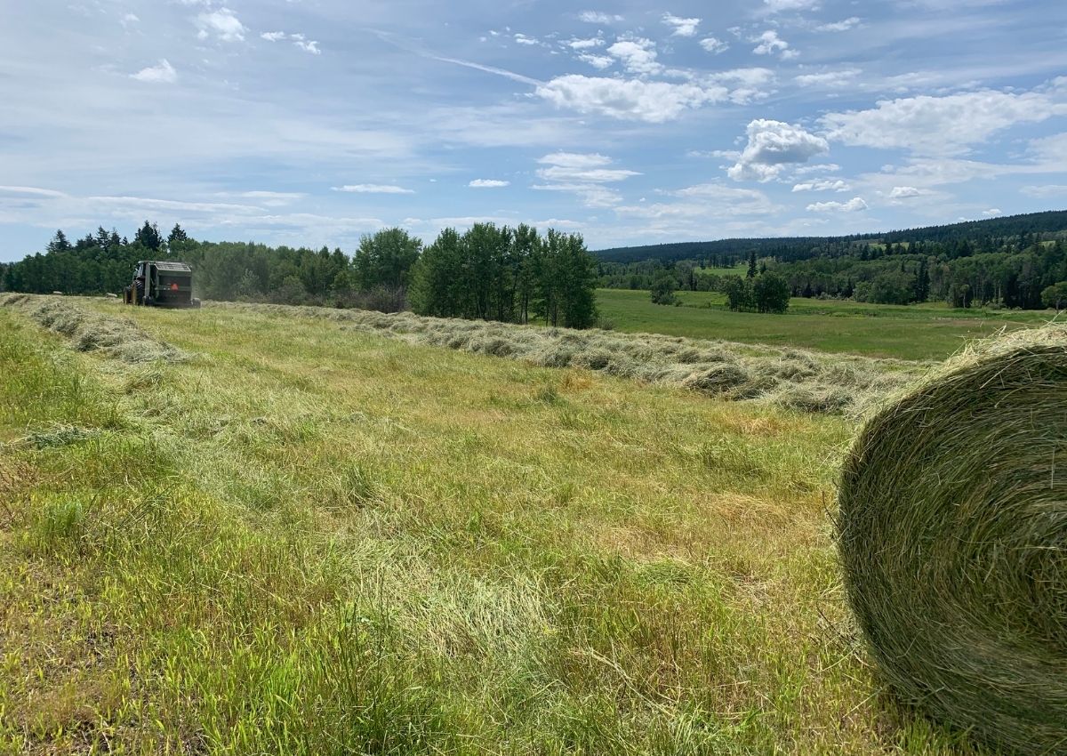 Baling hay during haying season on the ranch