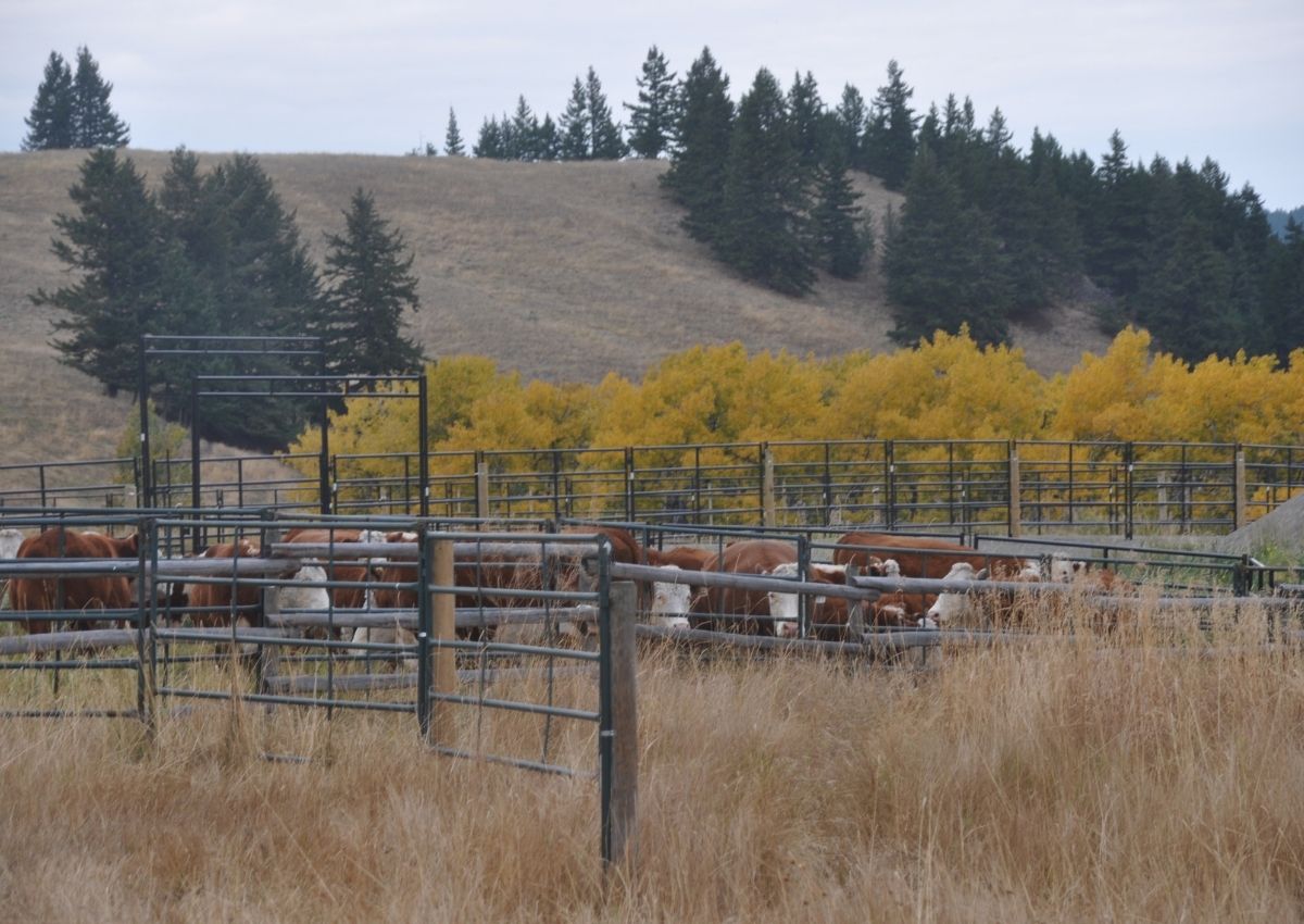 Our autumn ranch chores include hauling cattle home, weighing calves, updating CattleMax, feeding the ewes, and enjoying the beautiful weather. #ranchchores #autumnranchchores #weighingcalves #cattlemax