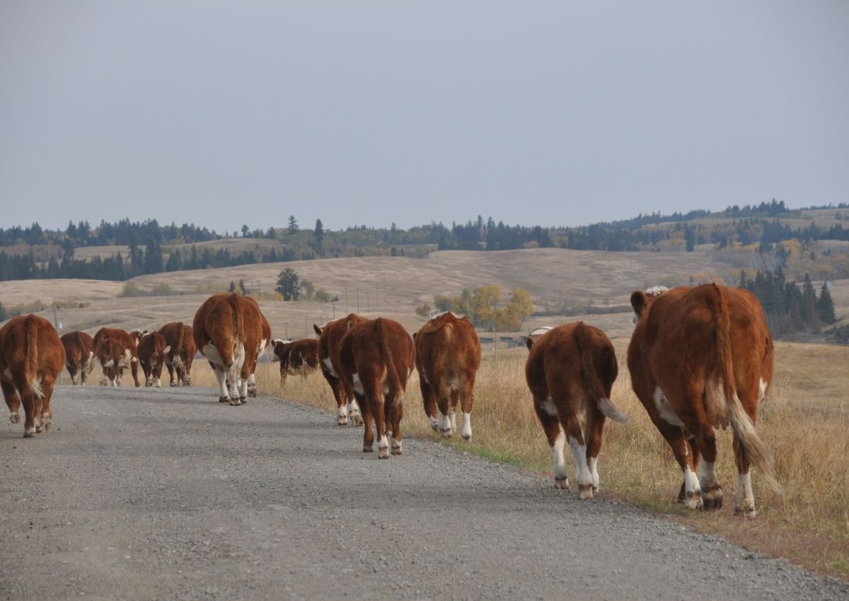 Our autumn ranch chores include hauling cattle home, weighing calves, updating CattleMax, feeding the ewes, and enjoying the beautiful weather. #ranchchores #autumnranchchores #weighingcalves #cattlemax