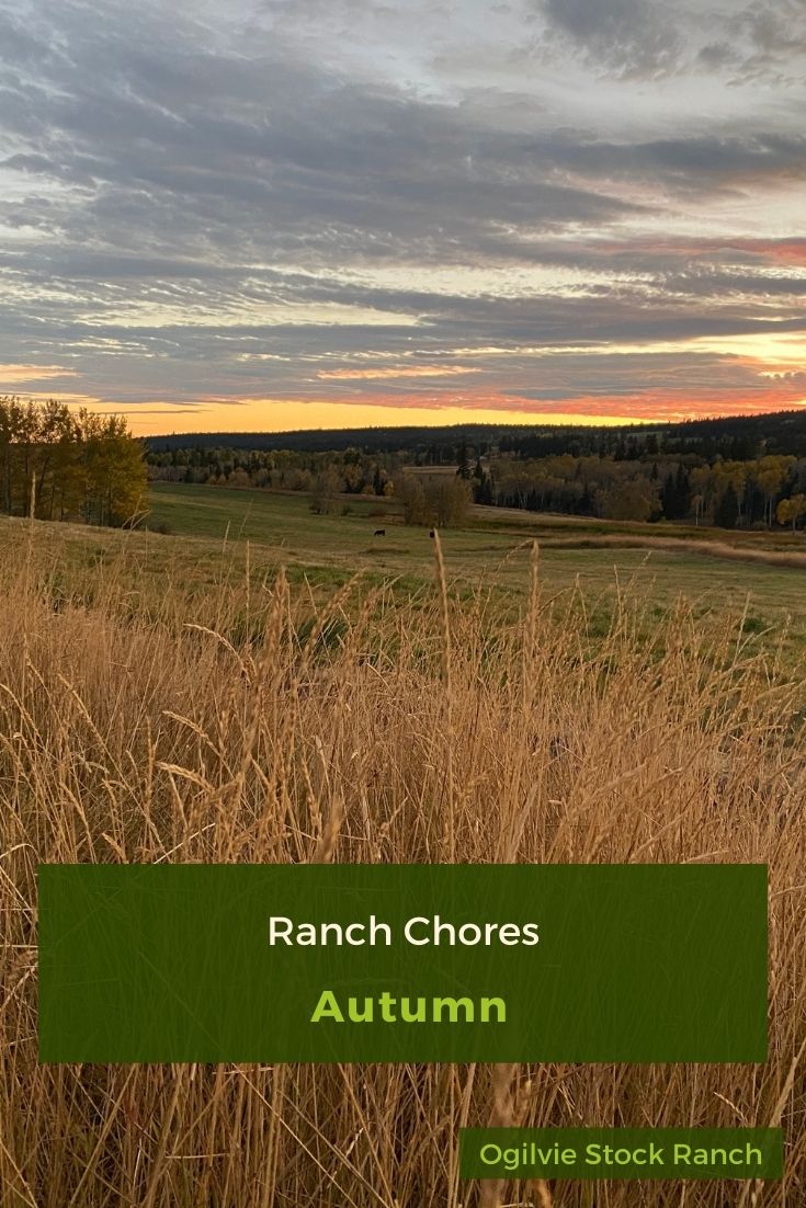 Our autumn ranch chores include hauling cattle home, weighing calves, updating CattleMax, feeding the ewes, and enjoying the beautiful weather. #ranchchores #autumnranchchores #weighingcalves #cattlemax