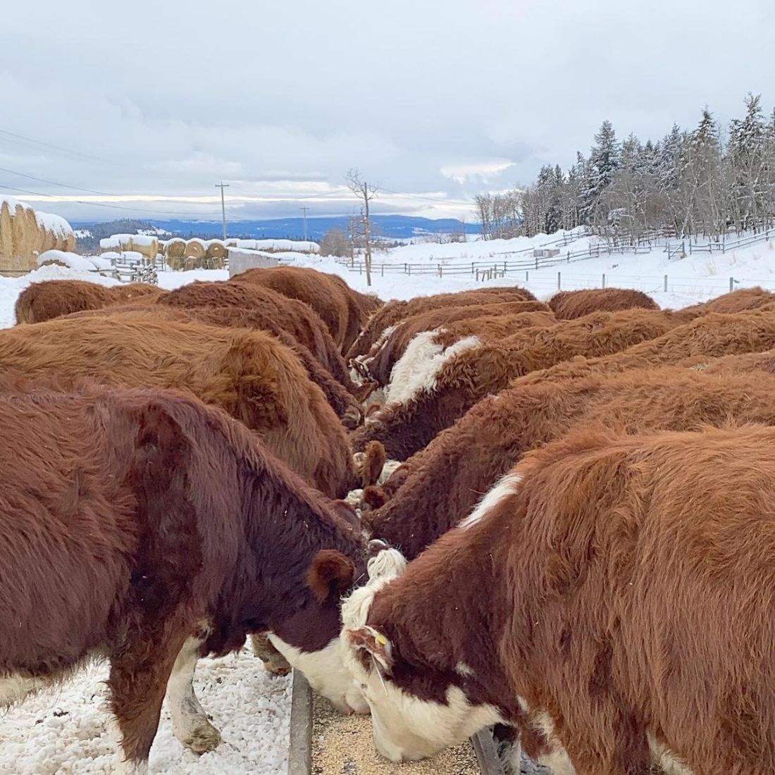 Hereford heifers eating grain at trough in winter