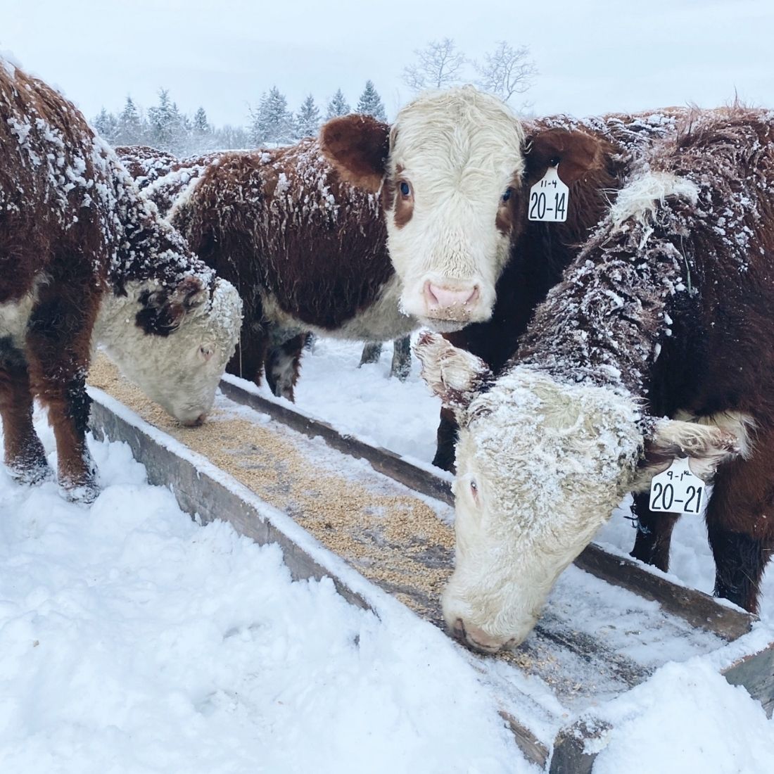 Heifers eating grain at trough on BC cattle ranch