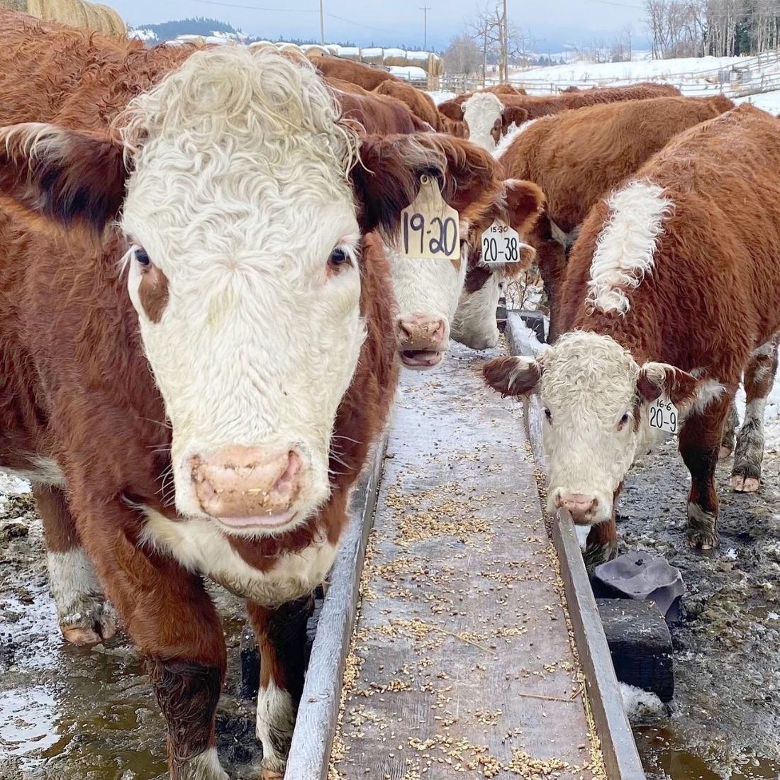 Hereford heifers eating grain at grain trough