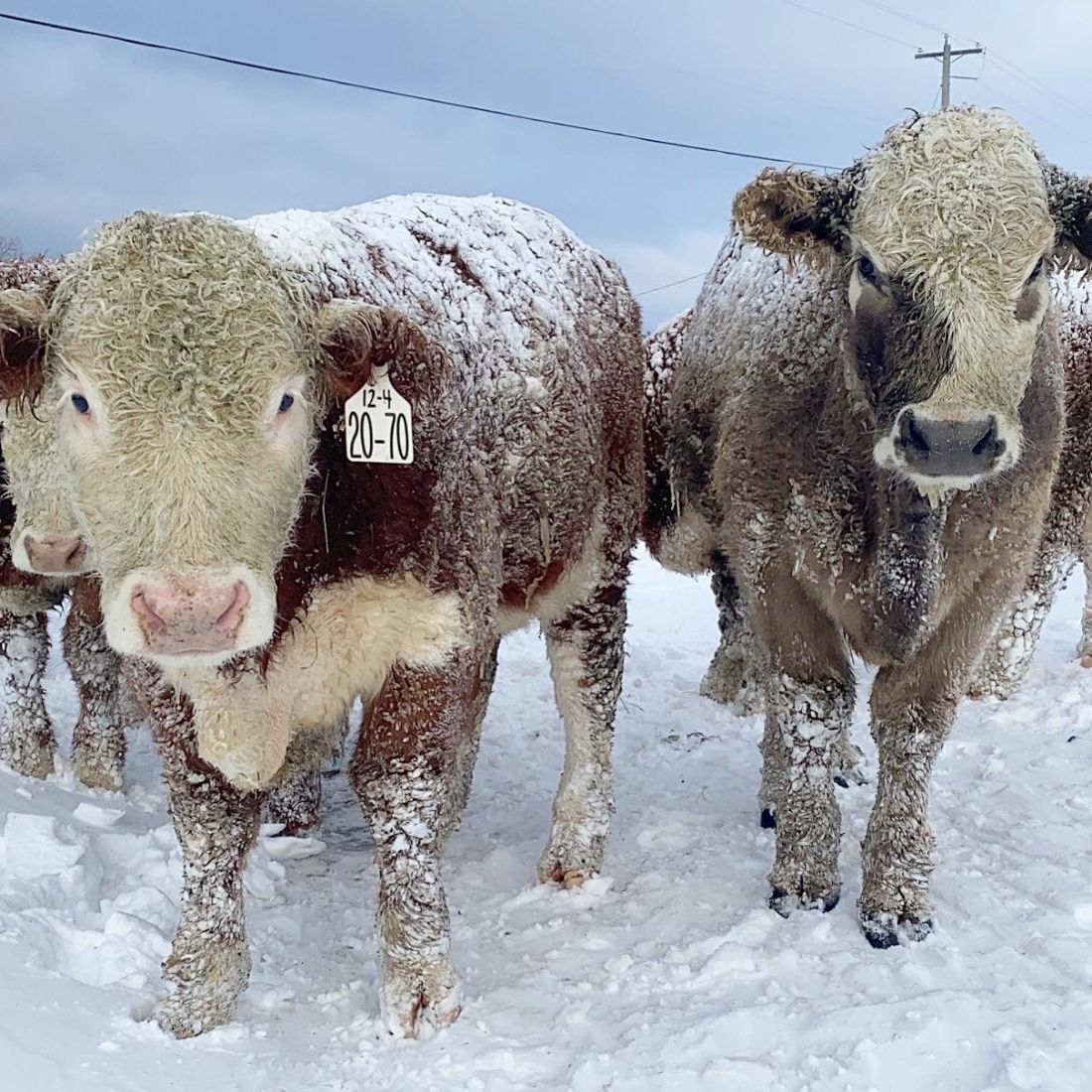 Hereford cross show steers in the winter