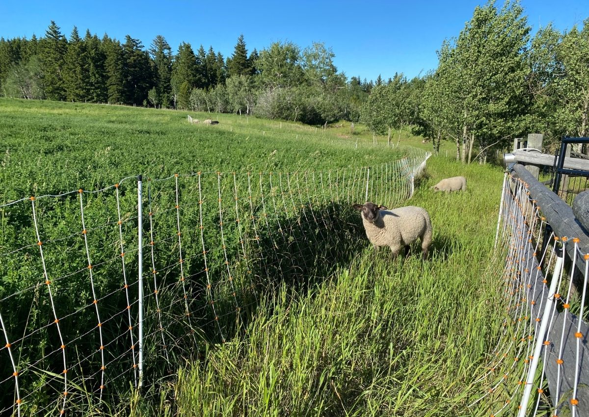 Difference between ungrazed vs grazed areas when using a temporary fence next to a hayfield