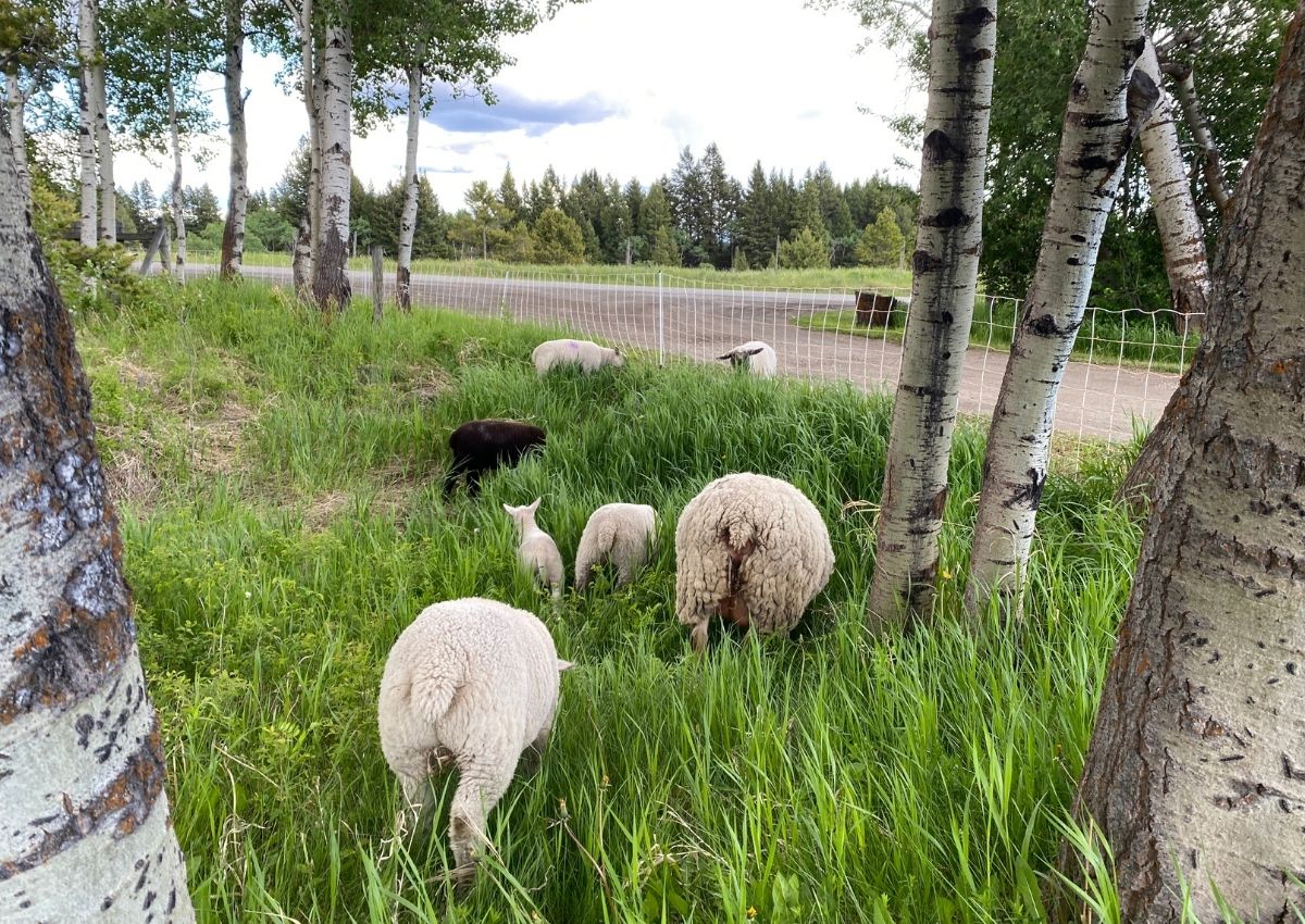 Gallagher Sheep Turbo Electronet Fence 