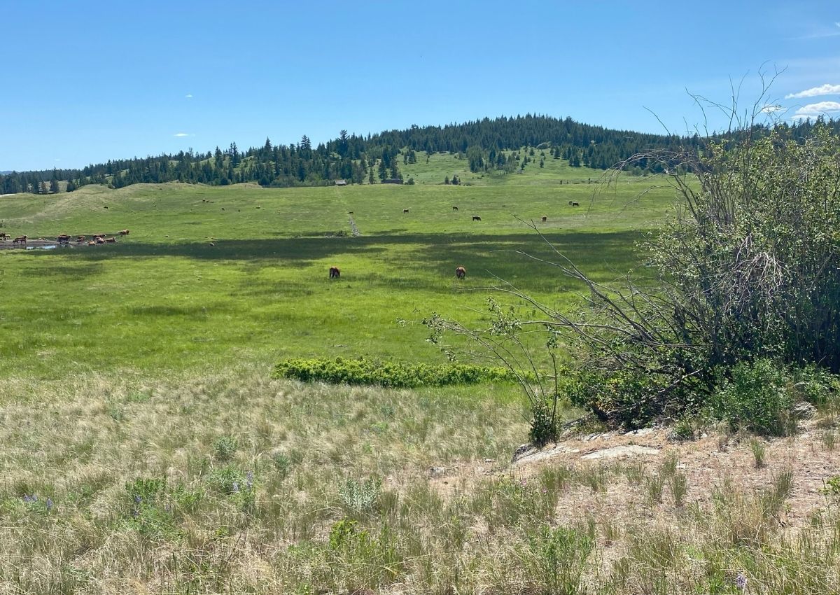 Grassland in the Thompson Nicola of British Columbia