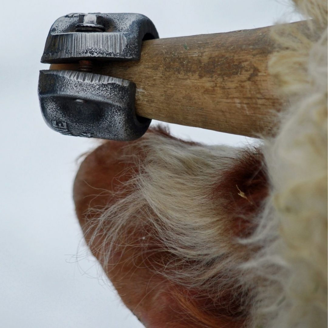 How to Go From Straight to Curved Horns on Cattle Ogilvie Stock Ranch