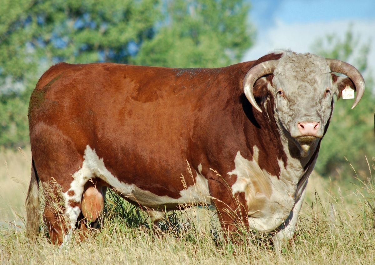 Horned Hereford Bull with Curved Horns