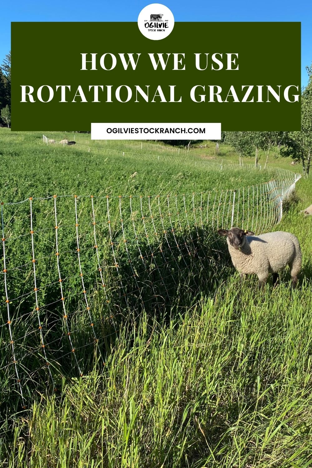 How We Use Rotational Grazing with Permanent Fence and Temporary Fence for Cattle and Sheep. #sheepfencing #rotationalgrazing #cattlefencing