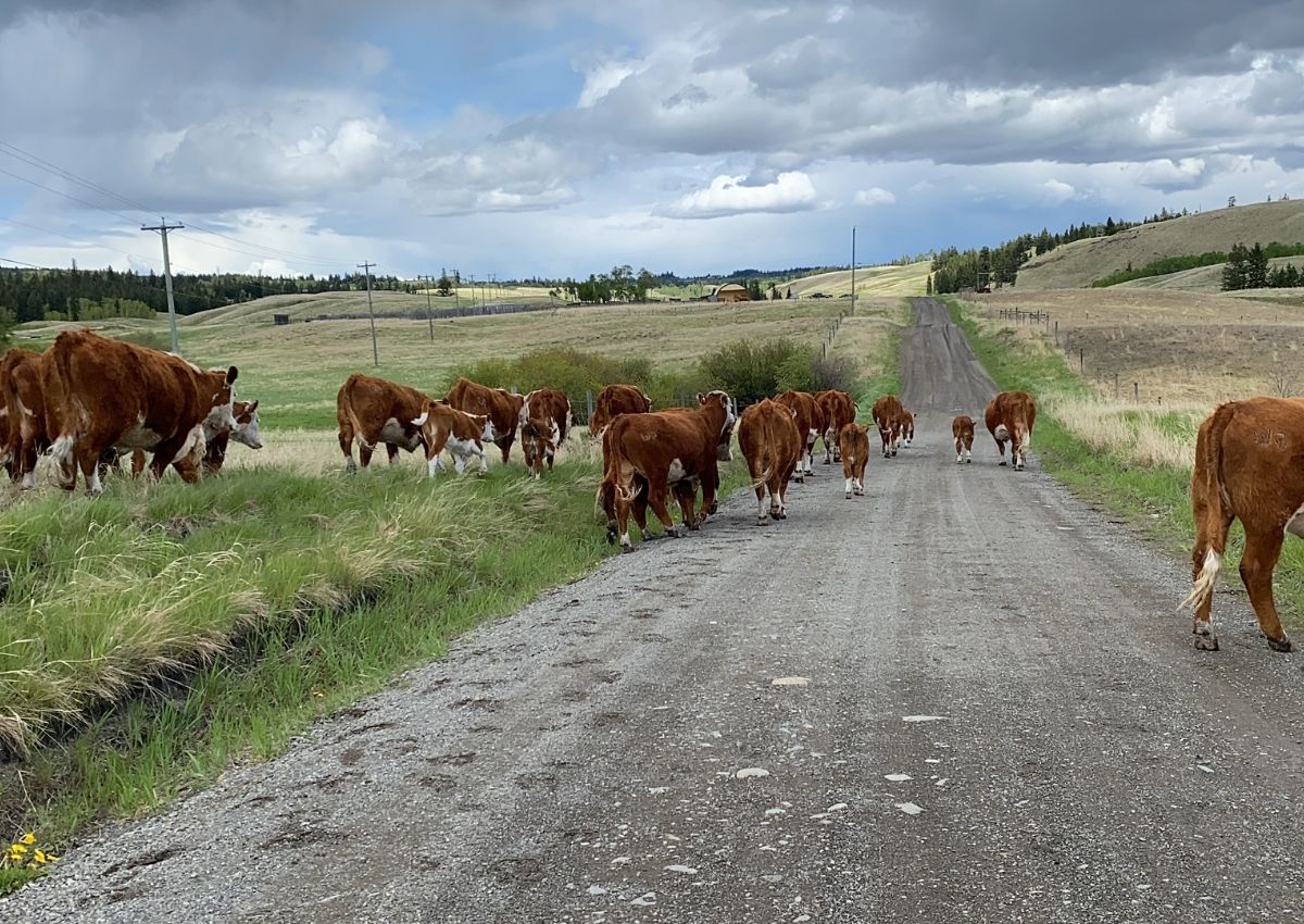 Moving Cattle Down a Road to a New Pasture