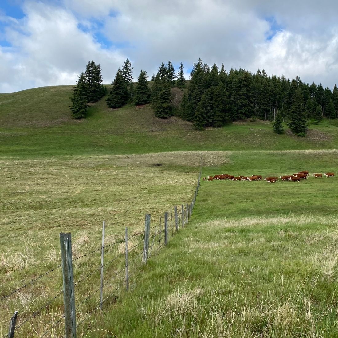 Difference on pastures between ungrazed vs grazed