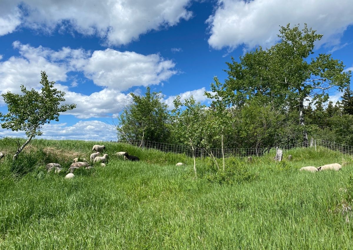 Sheep grazing within a temporary fence on a rotational grazing system.