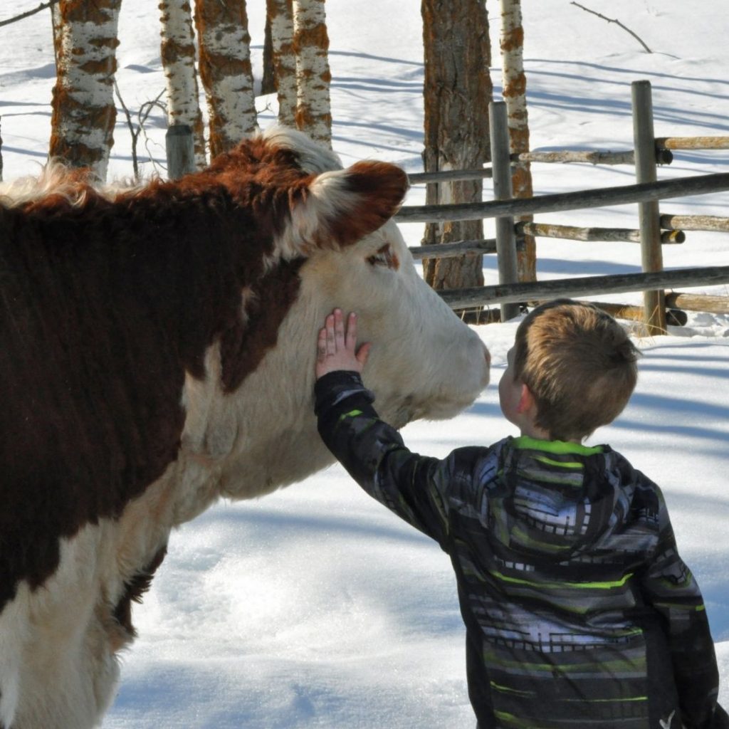 Boy Petting Hereford Cow