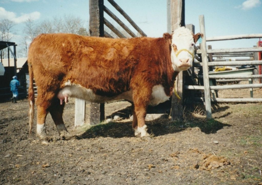 Hereford Cow on a Halter