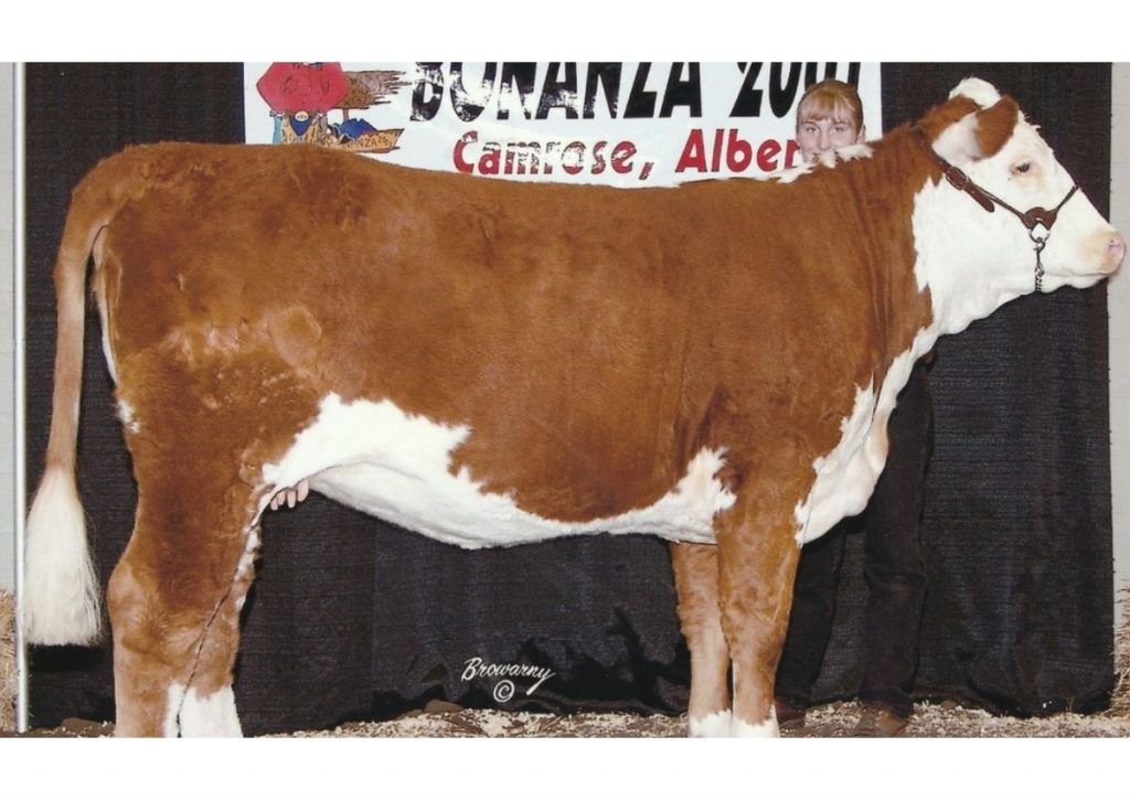 Hereford Cow at a Cattle Show