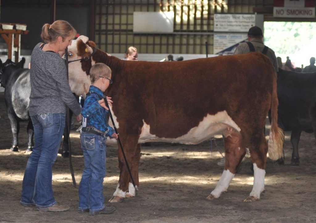 Mom and Son Showing a Hereford Heifer at a Cattle Show