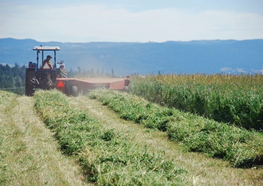 Swathing Hay with Tractor