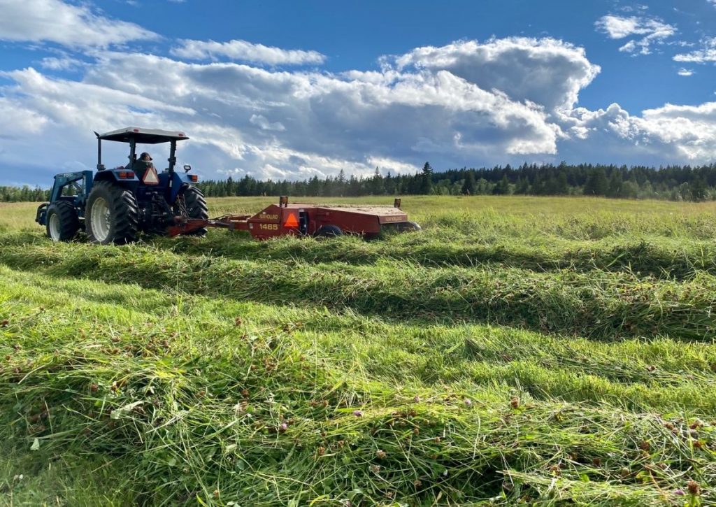 Swathing Hay During Haying Season