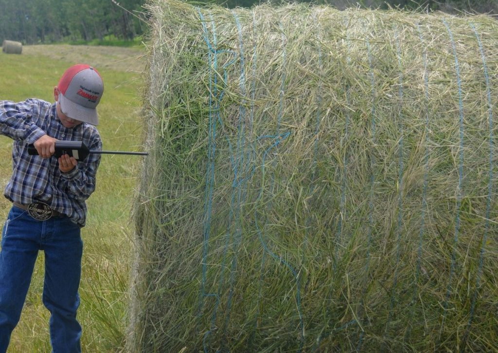 Testing Moisture Level in Bale of Hay