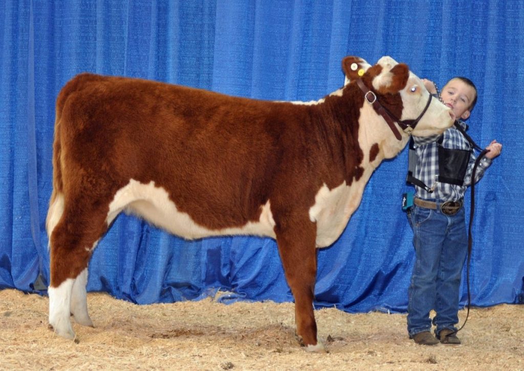 Youth Showing Hereford Calf