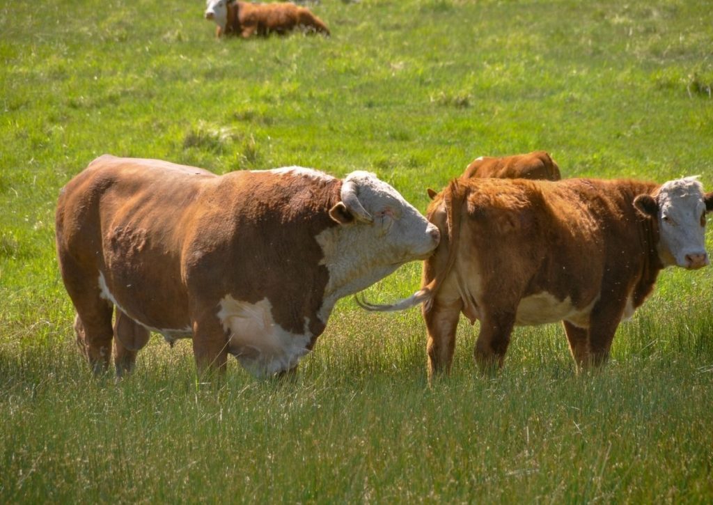 Bull Checking Hereford Cow