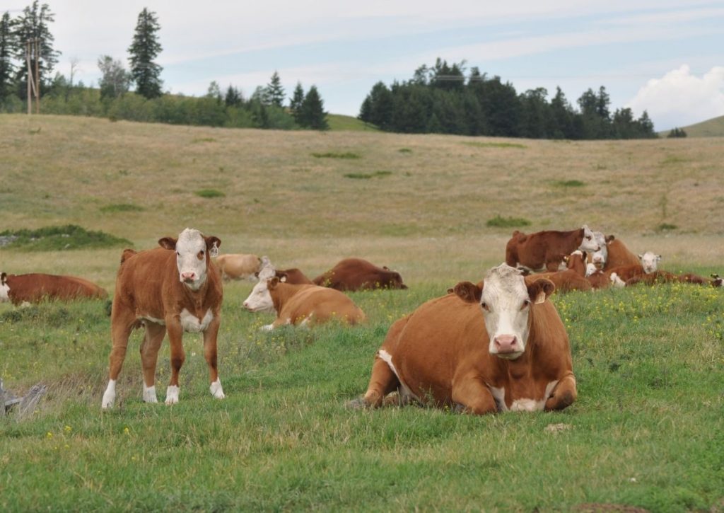 Cattle Relaxing in Grasslands