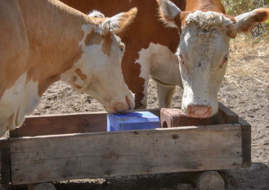 Cows Licking Salt Blocks