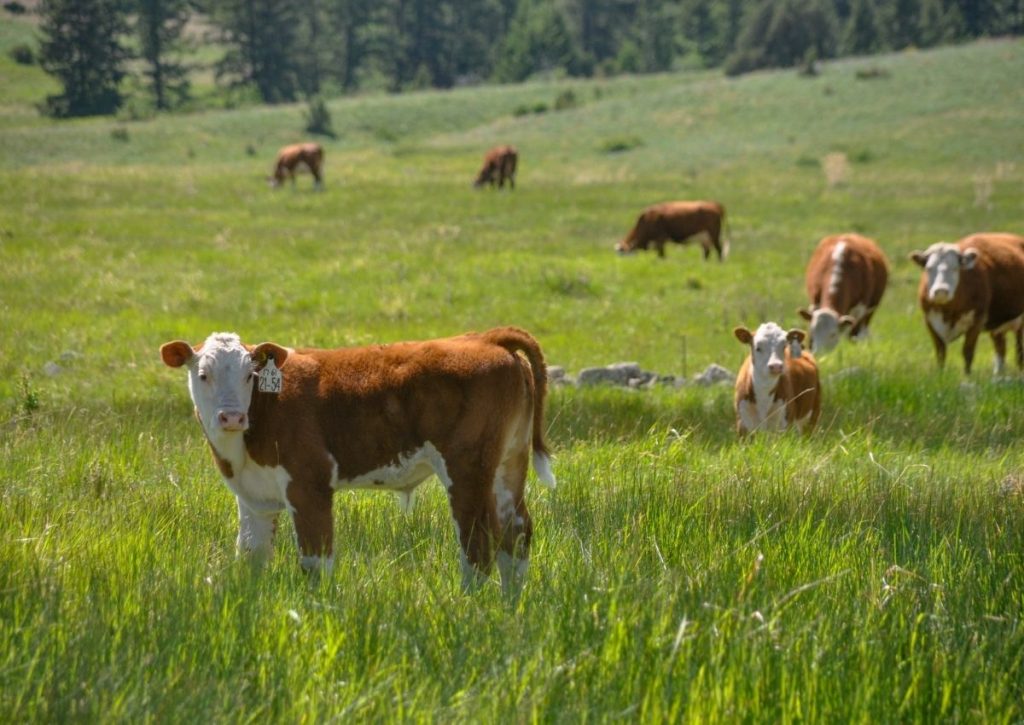 Herefords Grazing Grasslands