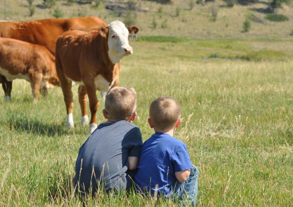 Ranch Boys Watching Cows