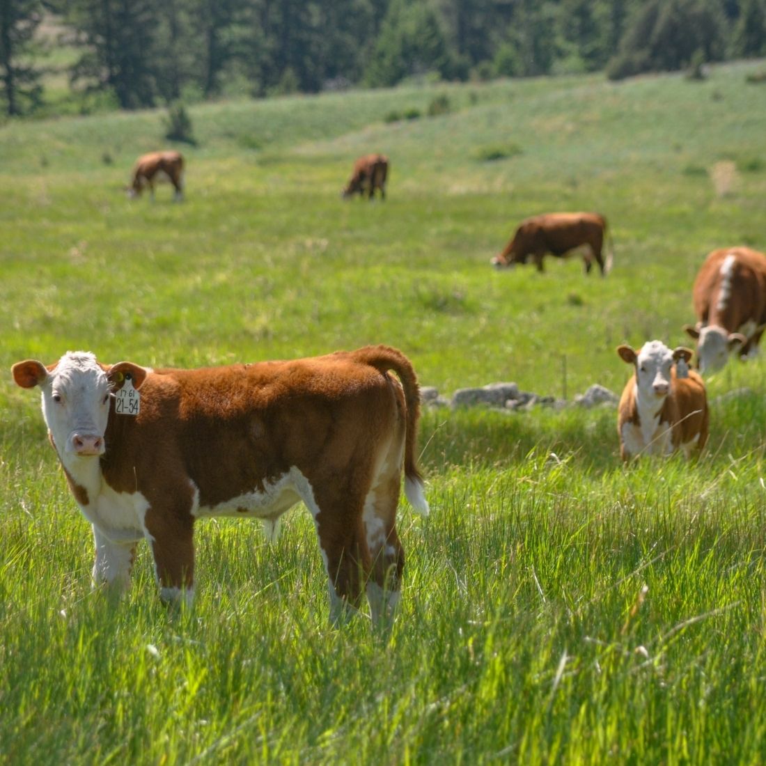 Summer Pasture Checks - Ogilvie Stock Ranch